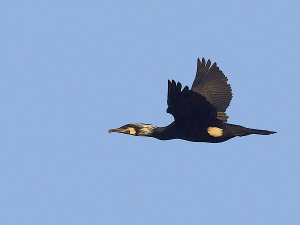Merimetso, Great Cormorant, Phalacrocorax carbo